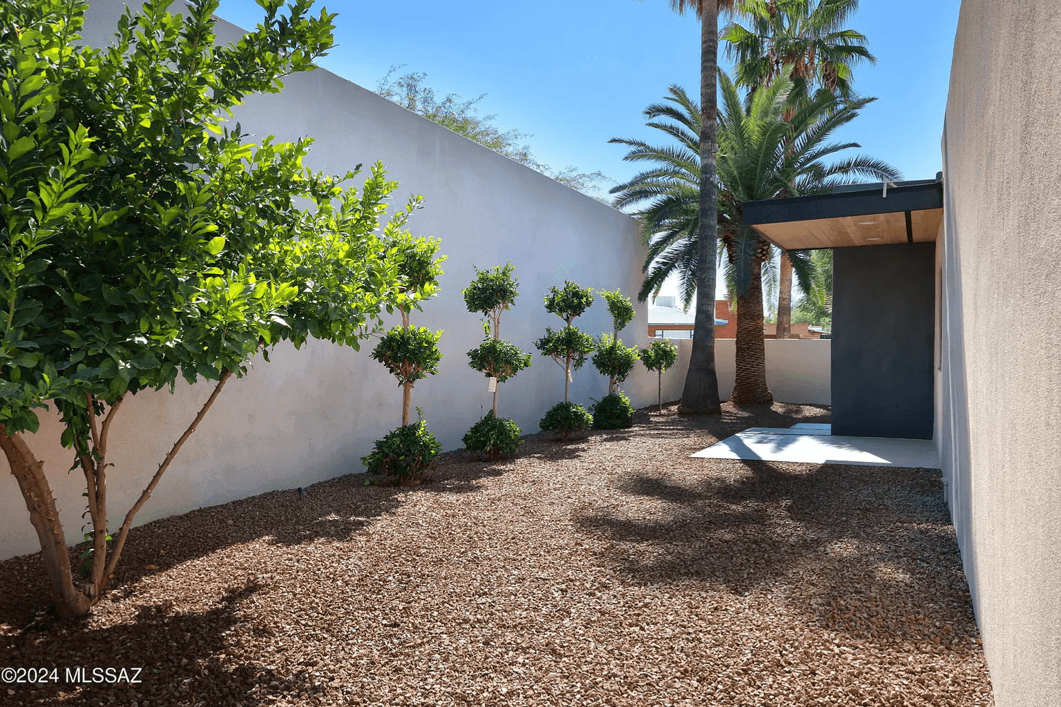 Native plantings along a low stucco wall in a Tucson side yard.